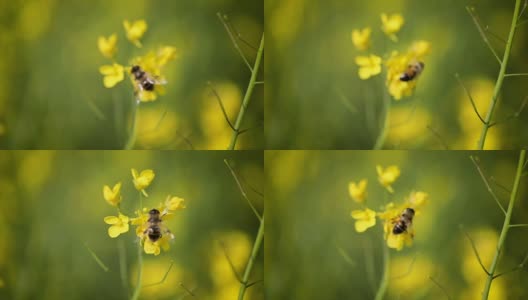 蜜蜂从芥菜花蜜中采集花蜜的慢动作。高清在线视频素材下载