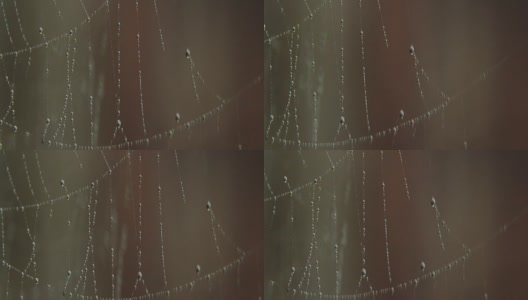 水滴在蜘蛛网上高清在线视频素材下载