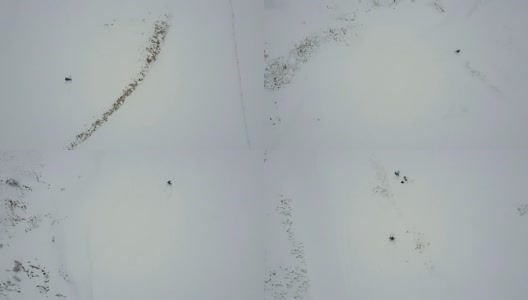 在白雪覆盖的斜坡上滑雪的下坡滑雪者的头顶高清在线视频素材下载