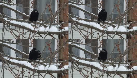下雪时，一只白嘴鸦坐在树枝上，另一只白嘴鸦出乎意料地飞来了(乌鸦)高清在线视频素材下载