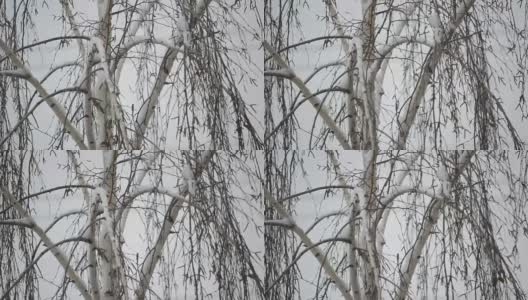 雪花落在无叶的桦树的背景上的特写高清在线视频素材下载