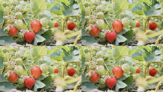 草莓在花园里成熟。树枝上有红色的成熟和未成熟的浆果。高清在线视频素材下载