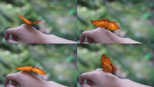 慢动作FHD镜头的橙色蝴蝶拍打翅膀的女人的背面在森林，动物行为和自然的概念高清在线视频素材下载