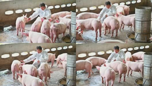 亚洲兽医正在阅读养猪场猪的健康报告高清在线视频素材下载