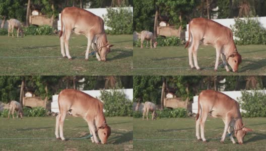 一头脖子上拴着绳子的漂亮的红小牛正在草地上吃草。高清在线视频素材下载