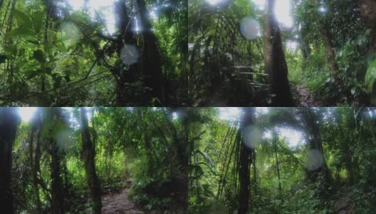 波夫拍摄的人走在热带雨林的徒步探险小径。探索暑假活动高清在线视频素材下载