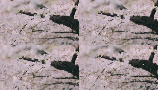 樱花落花的慢镜头高清在线视频素材下载