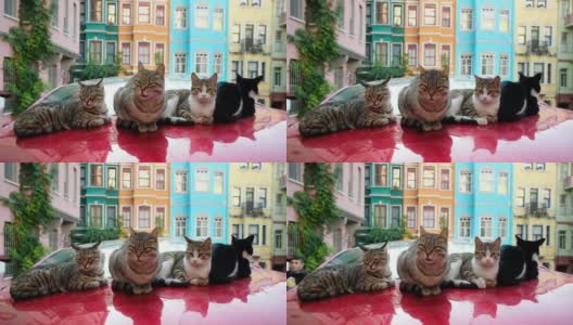 伊斯坦布尔古城巴拉特的流浪猫，背景是五颜六色的房子高清在线视频素材下载