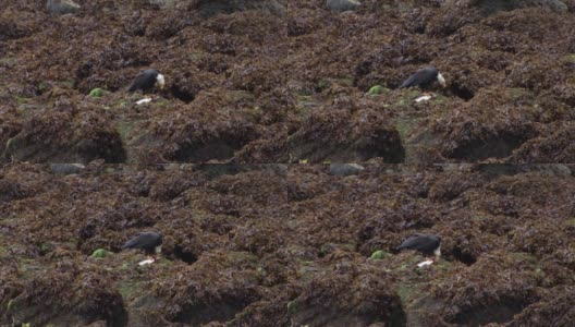 在阿拉斯加的一个雨天，在一个小岛的岩石上觅食的秃鹰。高清在线视频素材下载