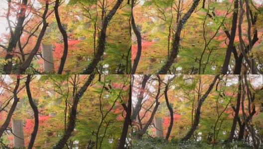 东京日本枫树的秋叶颜色高清在线视频素材下载