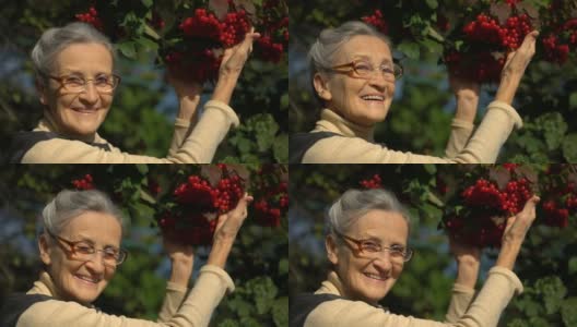 快乐美丽的老妇人拿着红的野蔷薇或荚莲浆果，在花园的树旁展示着它们，快乐地退休高清在线视频素材下载