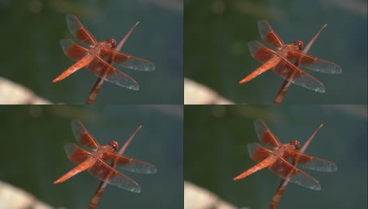 宏金翅蜻蜓在风中吹拂植物高清在线视频素材下载