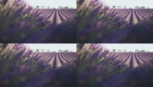 法国普罗旺斯薰衣草的近景高清在线视频素材下载