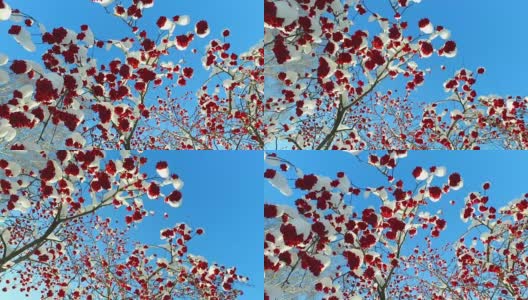 Looking up through the rowan-tree branches and red  berries clusters with snow caps at the sky高清在线视频素材下载