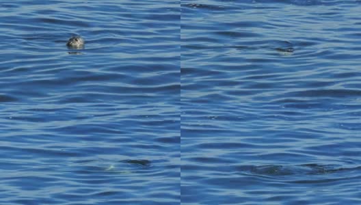 麻斑海豹浮出水面高清在线视频素材下载