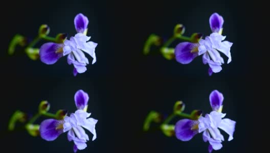 美丽的紫蝴蝶花高清在线视频素材下载