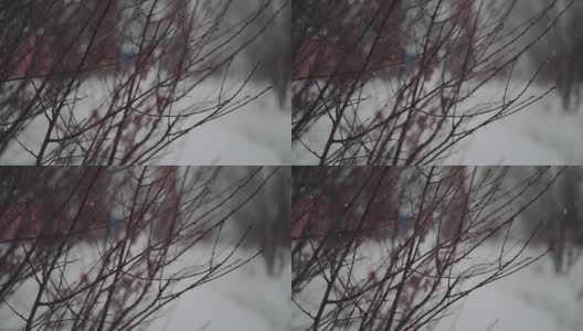 雪花落在松枝上。雪花落在松枝上，构成了一幅冬天的美丽图画高清在线视频素材下载