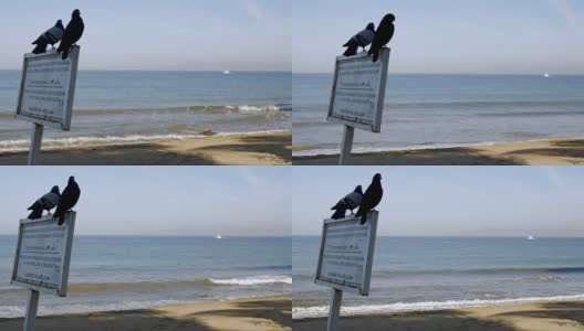 两只鸽子坐在海边的一个标志上，一艘船靠近了高清在线视频素材下载