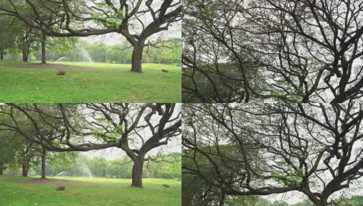 格林公园里的大树高清在线视频素材下载
