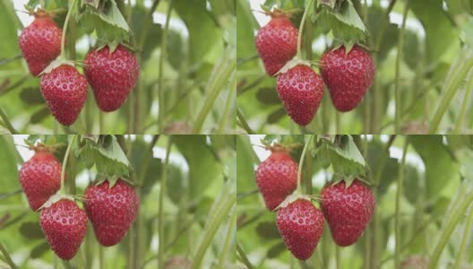 strawberry hanging on the vine, Sunny weather高清在线视频素材下载