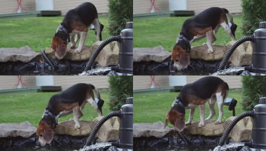 夏天，小猎犬在后院的池塘里喝水高清在线视频素材下载