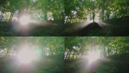 初升的太阳的光芒穿过森林是神圣的。森林里的早晨。4K 10位视频高清在线视频素材下载