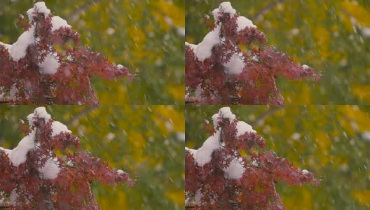 《秋叶与雪花》，日本东京武藏野，4K拍摄高清在线视频素材下载