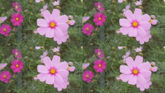 宏美丽的粉红色雏菊或宇宙在风中bipinnata Cav高清在线视频素材下载
