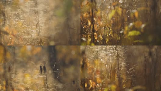 秋日黄草上的露珠高清在线视频素材下载
