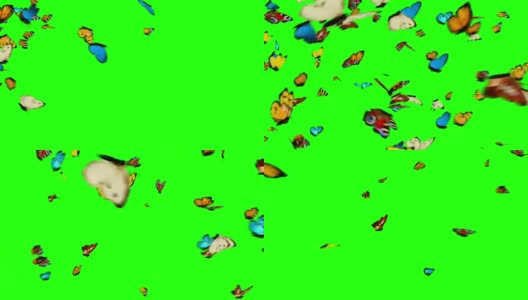 蝴蝶在绿色的背景上飞舞高清在线视频素材下载