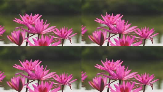 近距离观看池塘上盛开的美丽的粉红色荷花或睡莲高清在线视频素材下载