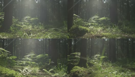 慢镜头:早春阳光明媚的森林地面高清在线视频素材下载