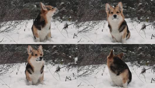 威尔士柯基犬彭布罗克在美丽的冬日森林里散步。高清在线视频素材下载