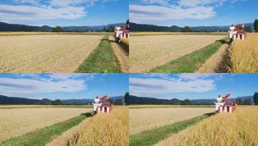 空撮　秋　農作業　米　収穫　稲刈り　男性高清在线视频素材下载