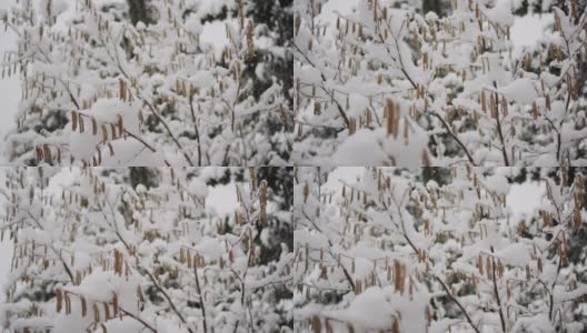 在拉克鲁萨的森林里，雪花落在树枝上高清在线视频素材下载