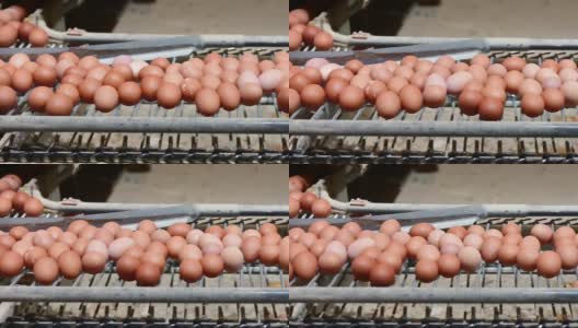 蛋厂对鲜蛋的选择工艺和分级生产线。高质量的全高清镜头高清在线视频素材下载