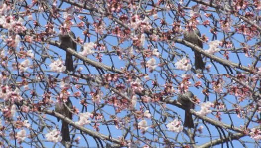 日本。3月。鸟语花香，春意盎然。高清在线视频素材下载