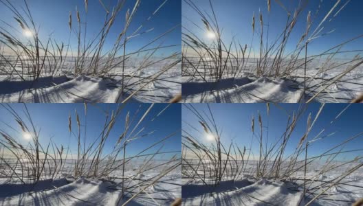 在晴朗的阳光下，干枯的草在白雪覆盖的田野上随风摇曳，长长的影子从雪秆上飘下来，一个荒凉的地方，无边无际的空间，清澈的蓝天高清在线视频素材下载