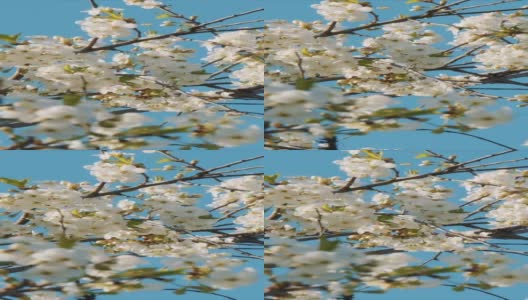 美丽盛开的樱花树枝与鲜花在阳光明媚的日子高清在线视频素材下载