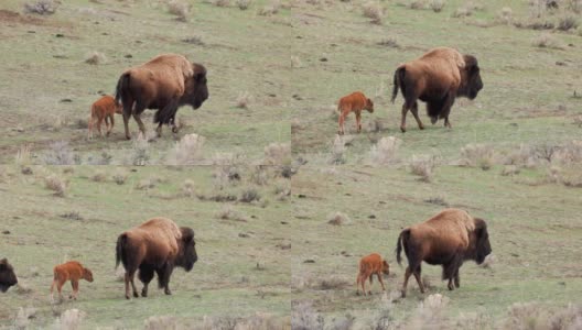 在黄石国家公园，小野牛跟在妈妈后面高清在线视频素材下载