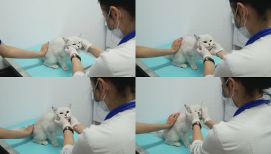 宠物医生在宠物诊所检查一只生病的猫高清在线视频素材下载