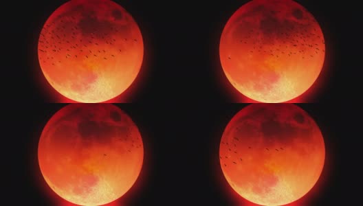一群鸟在血红色的月亮前飞翔的剪影高清在线视频素材下载