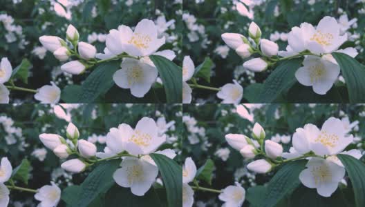 花枝闭合美丽的白色茉莉花与绿色的叶子和复制空间。4k自然植物香水香薰茶概念。高清在线视频素材下载