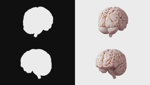 在白色背景医学概念图像上分离的人脑解剖模型三维光滑脑渲染高清在线视频素材下载