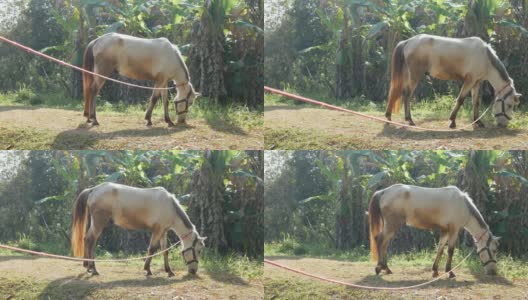 马在乡村的春天草地上吃草高清在线视频素材下载
