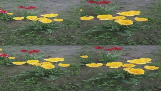 花坛上开着黄色和红色的郁金香花，随风摇曳，飘忽不定高清在线视频素材下载