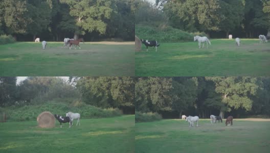 一群漂亮的农场马在草地上吃草。牧场位于法国布列塔尼地区。布列塔尼的农业、工业马匹饲养和生产。马的牧场。农场和农业。畜牧业高清在线视频素材下载