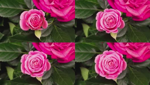 美丽的宏观时间推移视频粉红色的玫瑰生长高清在线视频素材下载