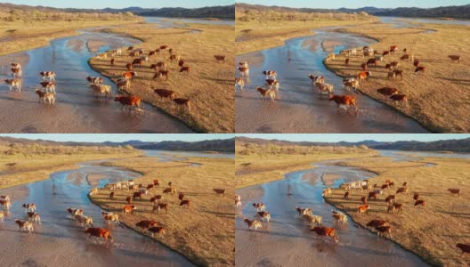 牧场上牛群的鸟瞰图。在河边吃草的牛。牛从海滩上过河。高清在线视频素材下载