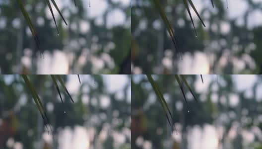 雨后的自然大气，还有雨滴附着在树叶上高清在线视频素材下载
